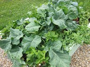 Zahrádka ve školce